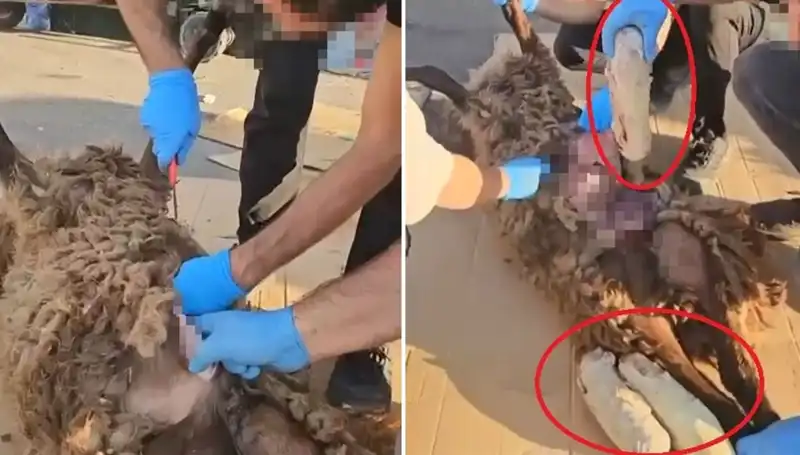 Zehir Tacirlerinin Son Oyunu: Ölü Koyunun Karnındaki Gizemli Bulgu