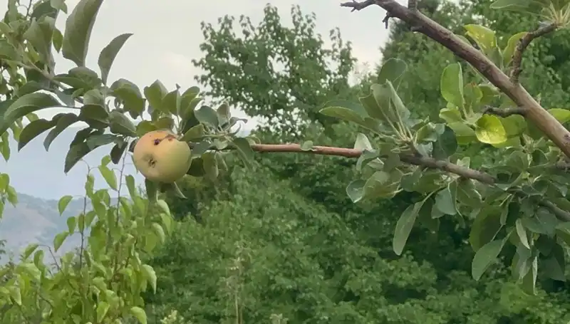 Yüzyılın Donu: Tarlalardaki Felaket ve Çürük Elma Hikayesi