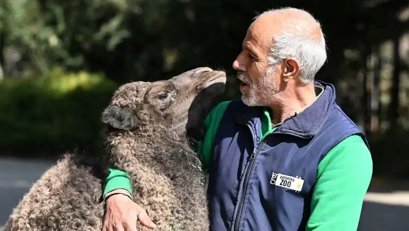 Boncuk'un Anne Şefkatiyle Büyüme Hikayesi: Süt Beslenmesinde Özgün Yaklaşımlar