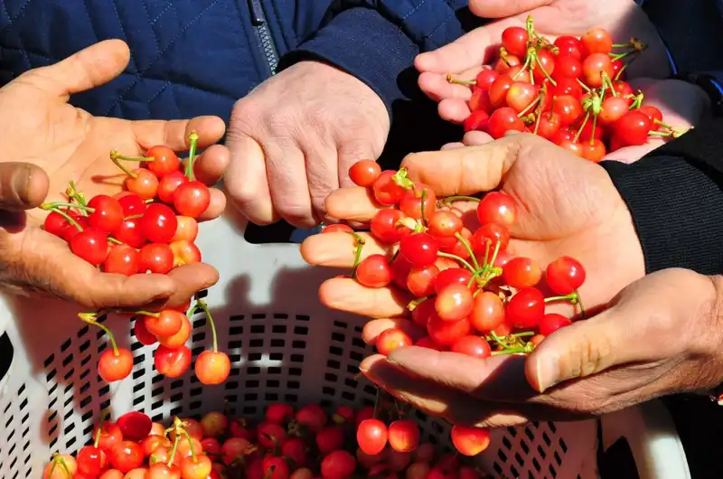 İlk Hasat Döneminde Rekor Fiyat: Kilogramı 3.500 TL’den Satıldı