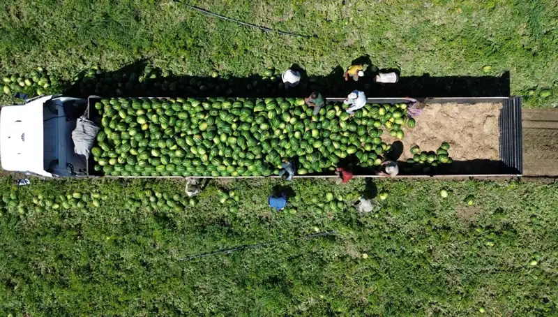 Bafra Ovası'nda Karpuz Rekoltesi: 94 Bin 500 Ton Serinletici Yaz Mevsimi Bekleniyor