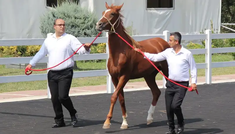 "Taşkın Kral" Rekoru: Su Yönetiminde Yeni Bir Dönem Başlıyor!