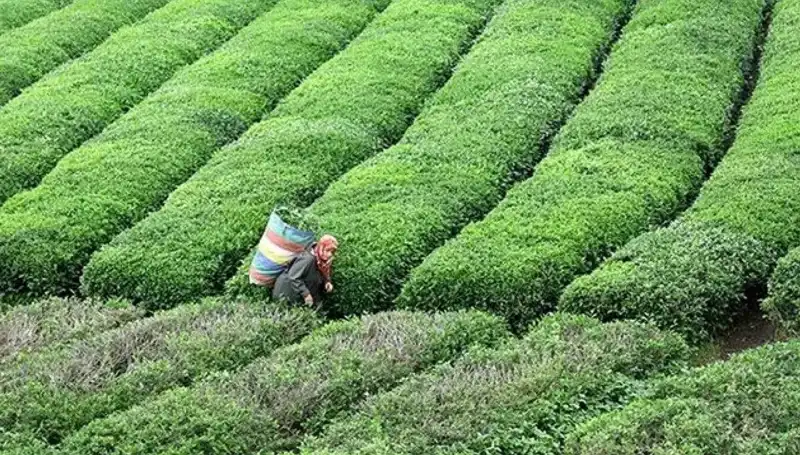 Bayramda ÇAYKUR'dan Yaş Çay Alımına Devam: Üreticilerin Yüzü Gülecek