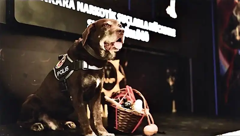 Ankara’nın Emektar Narkotik Köpeği Toma: 11 Yıl Sonra Emekli Oluyor