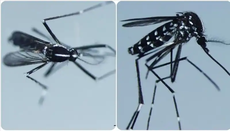 Chikungunya Virüsü Hakkında Bilinmesi Gereken Her Şey