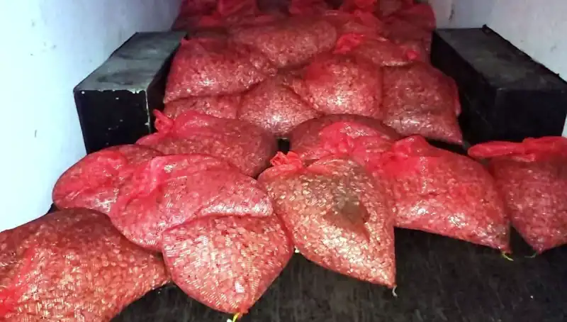 Samsun’da 1,5 Ton Kaçak Midye Operasyonu: Sağlık Riski ve Yasal Süreçler