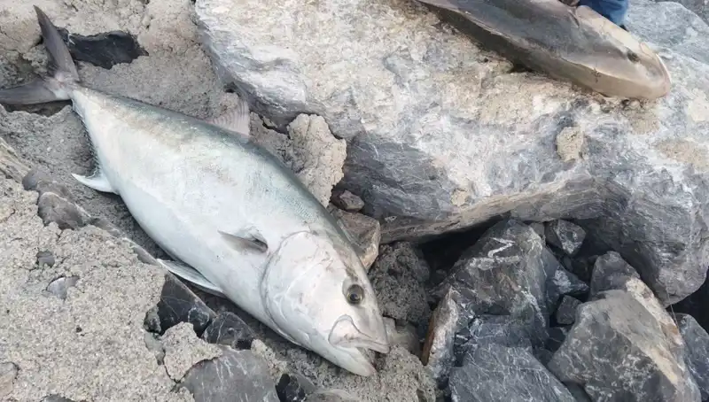 Oltayla Yakalanan 65 Kilogramlık Balık, Avcısını Şaşırttı!