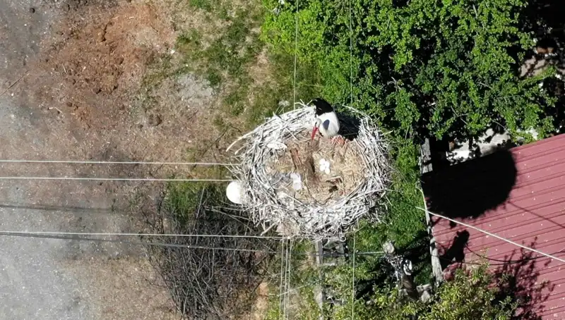 Baharın Müjdecisi Kuş Geri Döndü: 22 Yıllık Yolculuğun Ardından