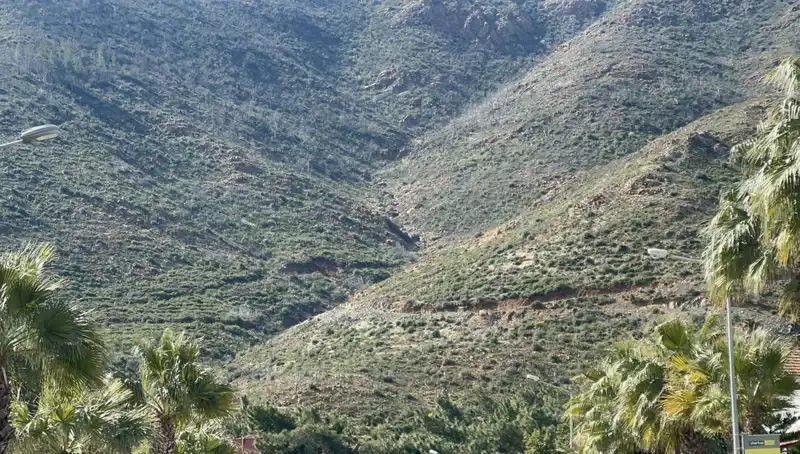 Marmaris Ormanı Yangından Sonra Yeşeriyor: Fidana Dönüşen Tohumlar