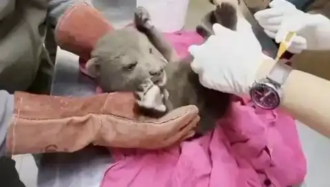 Karabük'te Yavru Bozayı Bulundu: Doğa Koruma Yetkilileri Seferber Oldu
