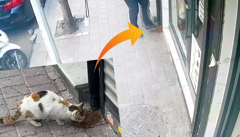 Kedilerin Mamalarını Dağıtan Şakacı Hayvan, Sosyal Medyada Fenomen Oldu!