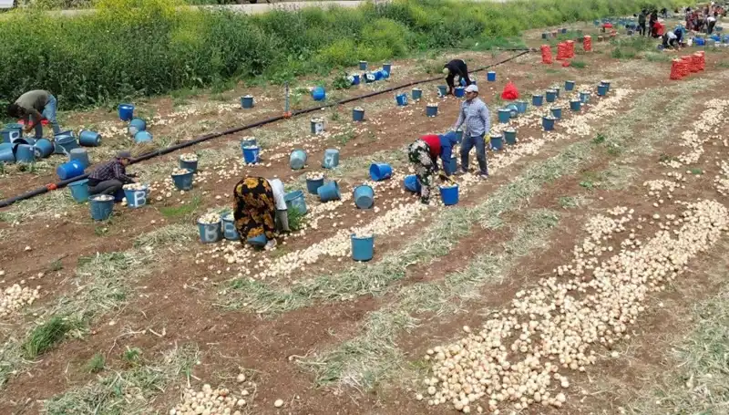 Soğan Hasadı Başladı: Fiyatlar Düşüşe Geçti, Pazar Hareketleniyor
