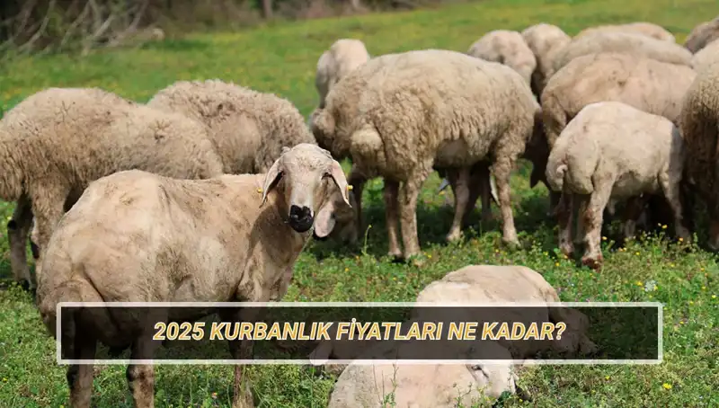 2025 Kurbanlık Fiyatları: Büyükbaş ve Küçükbaş Kurbanların Güncel Durumu