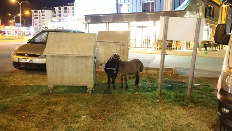 Yola Düşen Mor Karaman Koyunları: İhmal ve İhya Arasındaki Dram