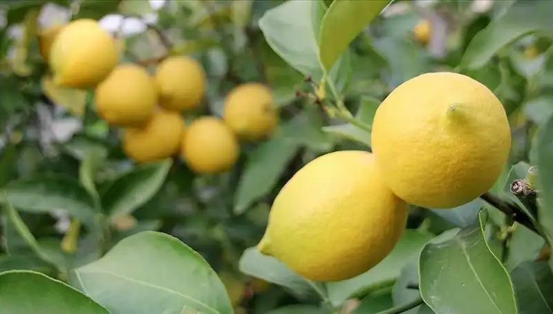 Limonun Fiyatında Şok: 24 Lira Olunca Tüketici Ne Yapacak?