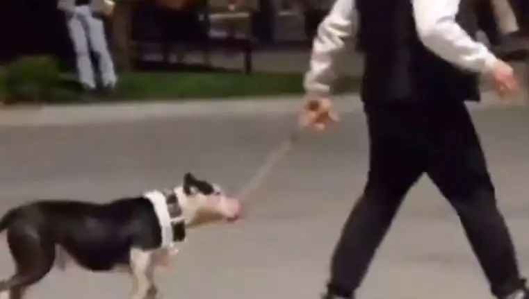 Ağızlıksız Pitbull saldırısı: Sahibi büyük bir ceza aldı!
