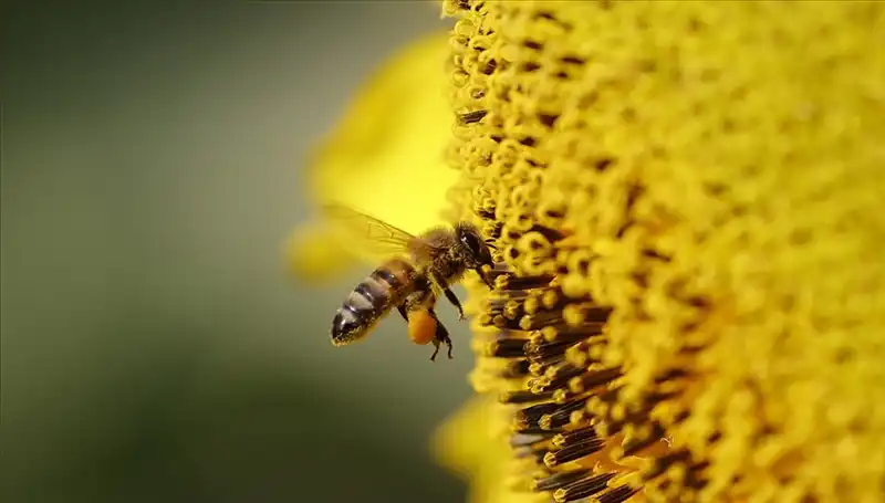 Kır Çiçeklerinde Zehir Birikimi: Arı Ölümlerinin Yeni Nedeni Açıklandı!