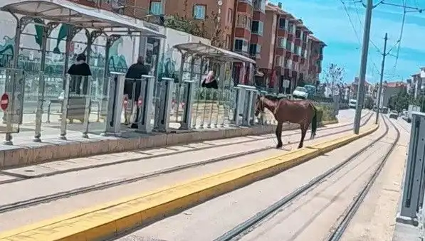 Eskişehir Tramvay Raylarında Başında Yürüyen Başboş At: Şehirde Şaşkınlık Yarattı