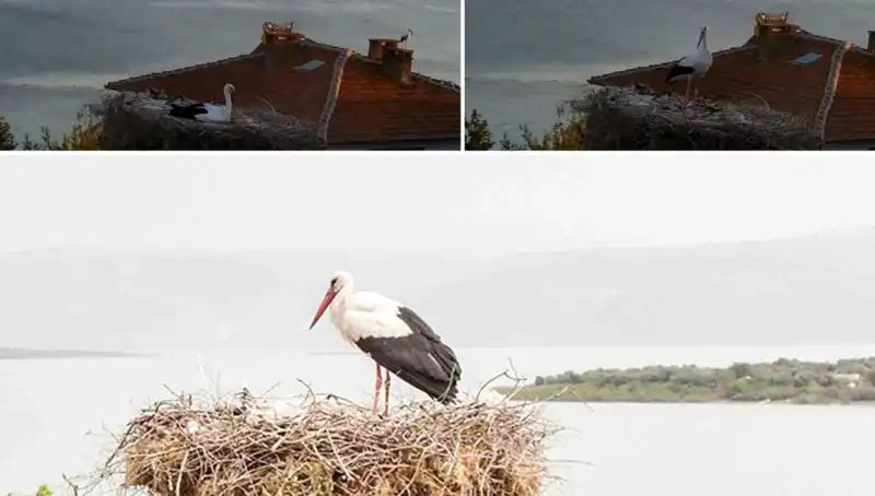 Leylek Yaren'in Depremi Önceden Hissetmesine Şahit Olun!