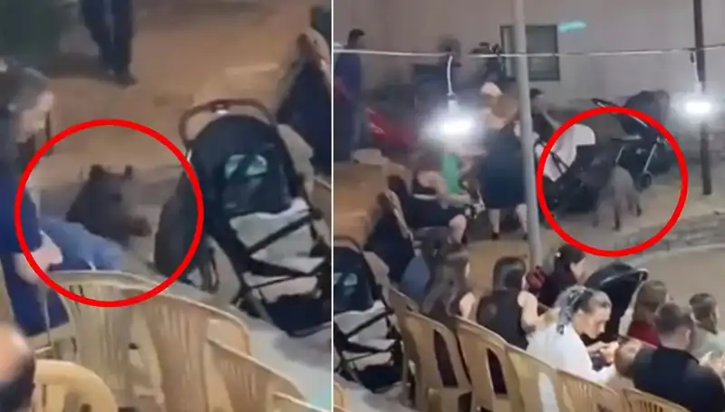 Düğün Töreninde Yaban Domuzu Paniği: Misafirlere Unutulmaz Anlar Yaşattı