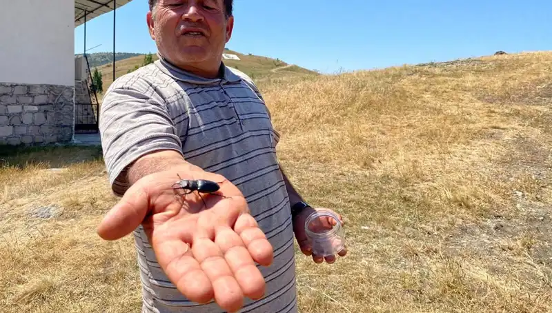 Sivas’ta Görülen Bu Böcek İçin Cezası 557 Bin TL! Neden Bu Kadar Yüksek?