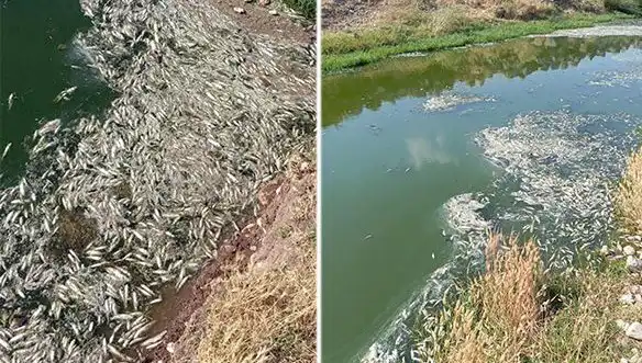 Karasu Çayı'nda Balık Ölümleri: İncelemeler Derinleşiyor
