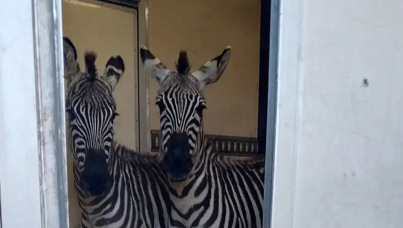 Sınırda Durdurulan Minibüste Şaşırtıcı Yük: 2 Zebra, 6 Maymun, Antilop ve Kuğu