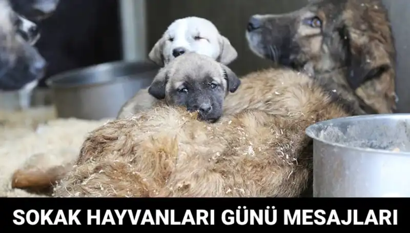 Dünya Sokak Hayvanları Günü: Hayvanları Koruma Farkındalığı İçin Önemli Bir Gün