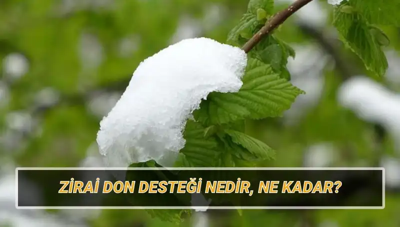 Zirai Don Desteği 2023: Hangi İllere Ne Kadar Yardım Yapılacak?