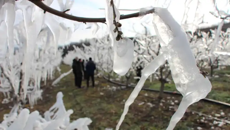 Soğuk Hava Şartları Ağaçları Dondursa da Tomurcuklar Patladı