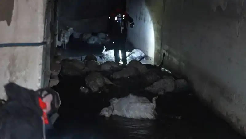 Keskin Koku Hayvanları Savaş Alanına Döndürdü: Onlarca Deprem Mağduru Telef Oldu