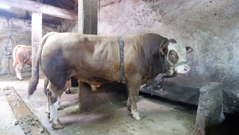 1 Ton 200 Kilo Ürün Tam 5 Milyon TL’ye Satıldı, Piyasa Şaşkına Döndü