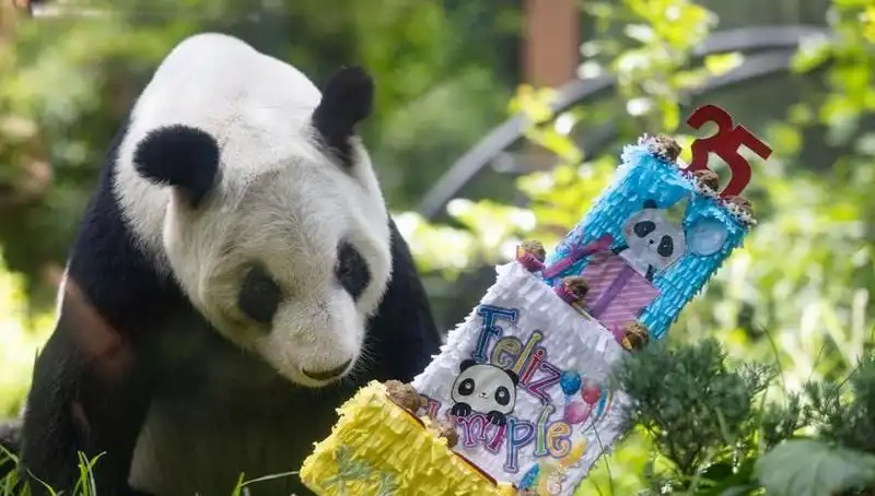 Dev Panda Xin Xin, 35. Yaşını Kutladı: Hayatı ve Aynı Zamanda Koruma Çabaları
