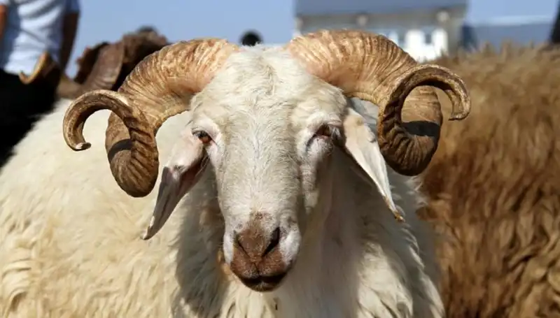 2025 Kurban Bayramı Tatili Ne Zaman? Bayram Süresi 9 Gün Mü?