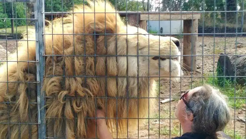 Avustralya'daki Aslan Saldırısı: Kadının Kolu Kafeste Kaldı, Korku Dolu Anlar Yaşandı